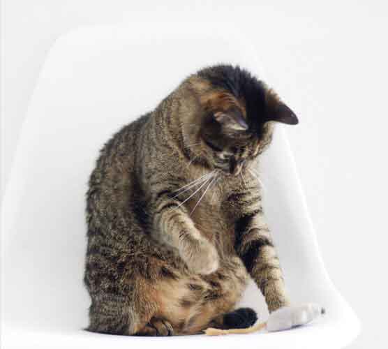 服务器攻击软件